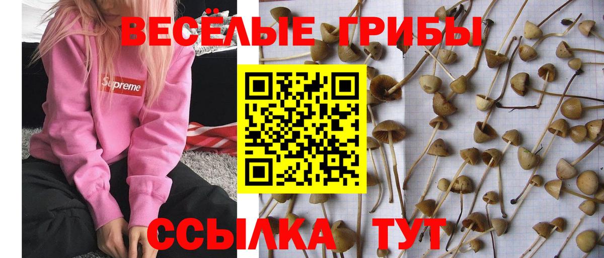 Волгодонск  продажа наркотиков  Галлюциногенные грибы прущие грибы  Вход с VPN  Псилоцибиновые грибы Cubensis 